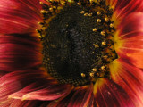 Inner secrets of Sunflower.jpg