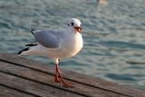 Curious seagull