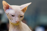 Sphinx Cat, DigicamPlus