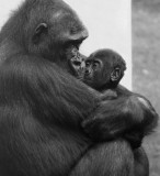 Mothers love, PhotographyVoice