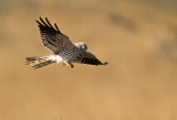 Grauwe Kiekendief - Montagus Harrier