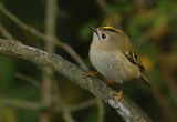 Goldcrest - Regulus regulus