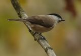 Marsh tit - Parus palustris