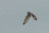 Short-eared owl - Asio flammeus, 15/11/06