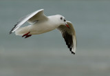 Black-headed gull - Larus ridibundus