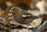 Chaffinch - Fringilla coelebs