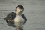 Great northern diver - IJsduiker - Gavia immer