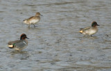 Green-winged Teal - Anas carolinensis