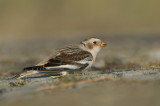 Snow bunting - Plectrophenax nivalis