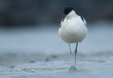 Avocet - Recurvirostra avosetta