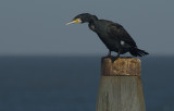 Cormorant - Aalscholver - Phalacrocorax carbo