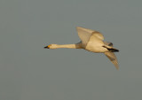 Bewicks swan - Cygnus bewickii
