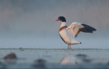 Shelduck - Tadorna tadorna