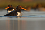 Oystercatcher - Haematopus ostralegus