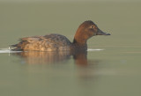 Pochard - Aythya ferina
