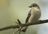 Pied Flycatcher female - Ficedula hypoleuca