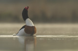 Shelduck - Tadorna tadorna