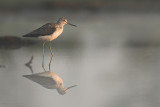 Greenshank - Tringa nebularia