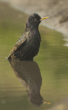 Starling - Sturnus vulgaris