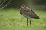 Black-tailed godwit - Limosa limosa