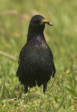 Starling - Sturnus vulgaris