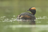 Slavonian grebe - Kuifduiker - Podiceps auritus, Hooge Maey, 21/05/07