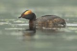 Slavonian grebe - Kuifduiker - Podiceps auritus, Hooge Maey, 25/05/07