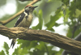 Middle spotted woodpecker - Dendrocopos medius
