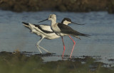 Black-winged stilt (with Avocet) - Himantopus himantopus