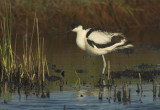 Avocet - Recurvirostra avosetta