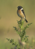 Stonechat - Saxicola torquata