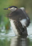 Red-necked grebe - Podiceps grisegena - Kruibeke, 16/06/07