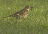 Song thrush - Turdus philomelos