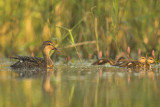 Gadwall - Anas strepera