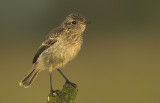 Stonechat - Saxicola torquata