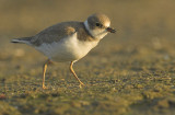 Little ringed plover - Charadrius dubius