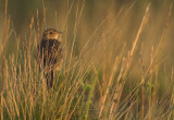 Skylark - Alauda arvensis