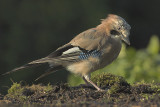 Jay - Garrulus glandarius