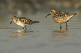 Curlew sandpiper and Little stint - Calidris ferruginea and minuta, Kallo, 21/07/07