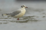 Black-headed gull - Larus ridibundus