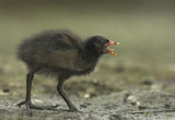 Moorhen juvenile - Gallinula chloropus