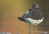 Green sandpiper - Tringa ochropus