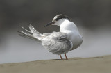 Common tern Juvenile - Sterna hirundo