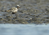 Grey plover - Pluvialis squatarola