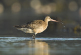 Bar-tailed godwit - Limosa lapponica