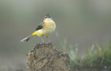 Grey wagtail - Motacilla cinerea