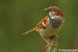 Sparrow - Huismus