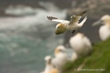 gannet - jan van gent