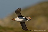 puffin - papegaaiduiker