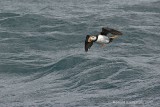puffin - papegaaiduiker
